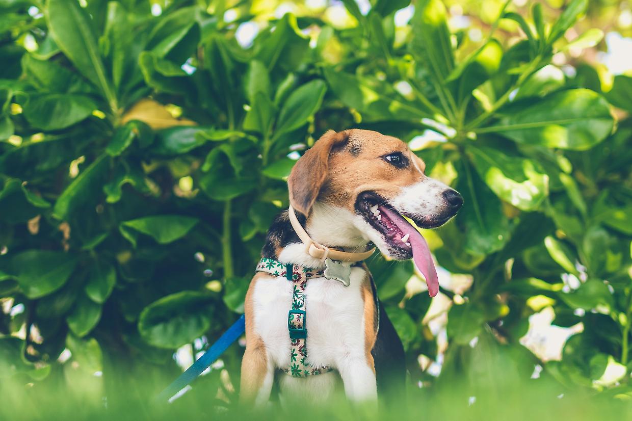 Cani: come gestire gli abbai molesti?