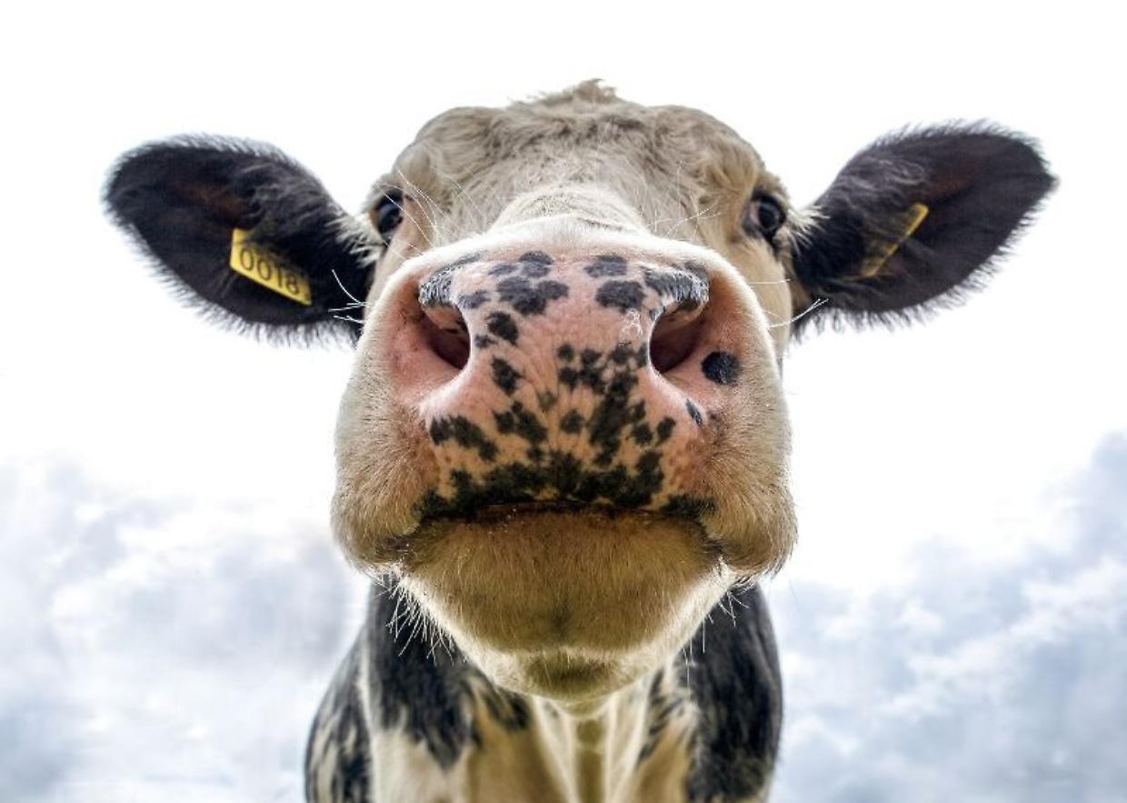 Dermatite bovina nodulare