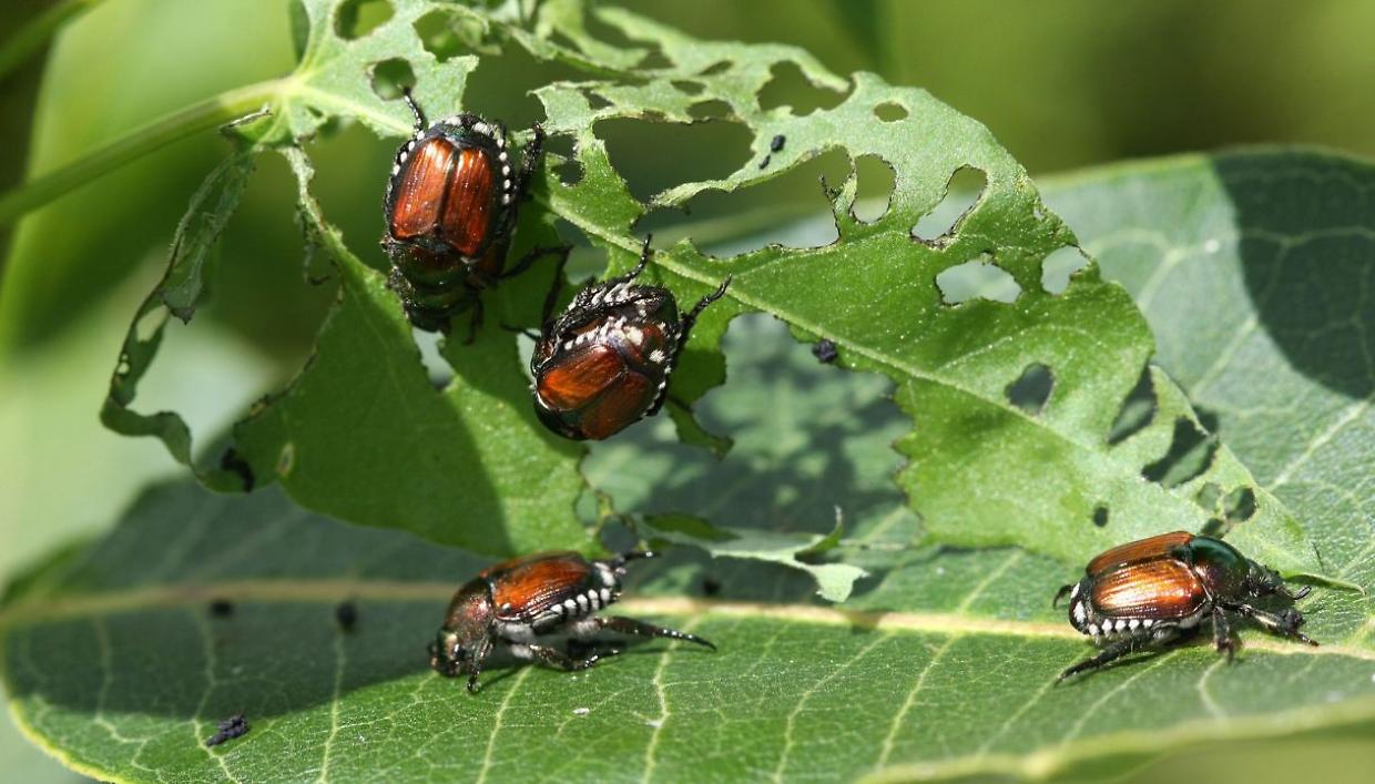 L’invasione dello scarabeo giapponese in Piemonte e Lombardia: riconoscere e combattere l’insetto alieno