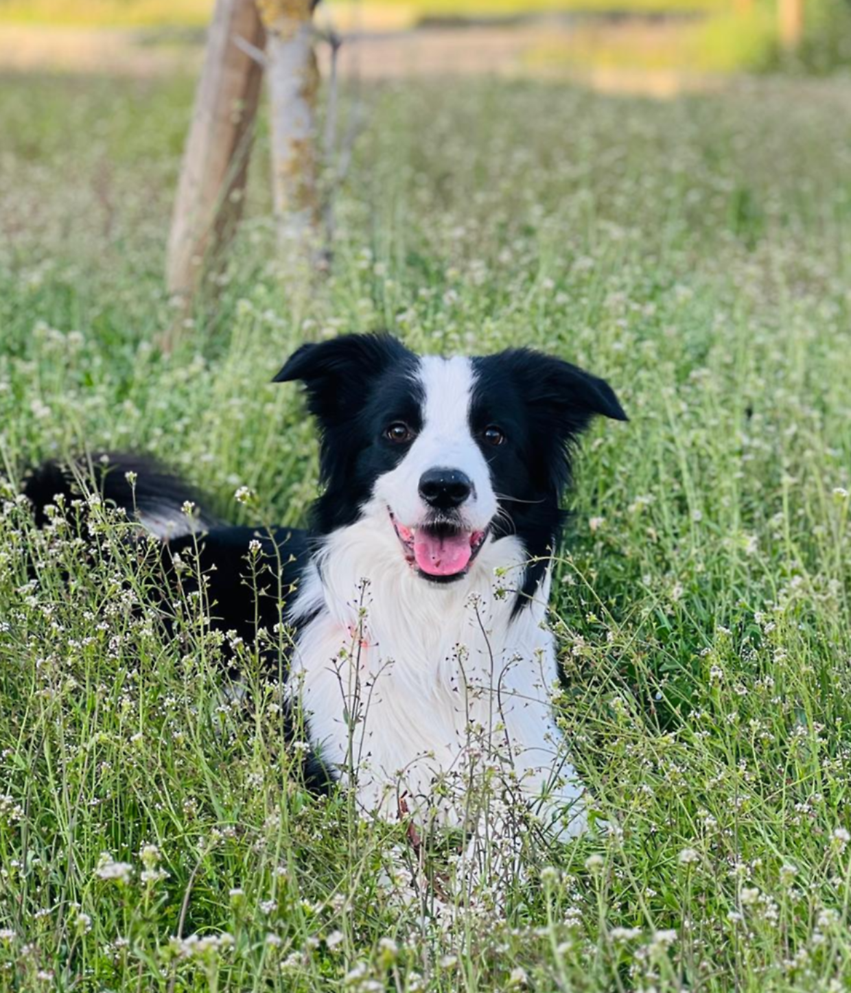 Oggi entra in vigore la Legge Brambilla: gli animali sono soggetti di diritto