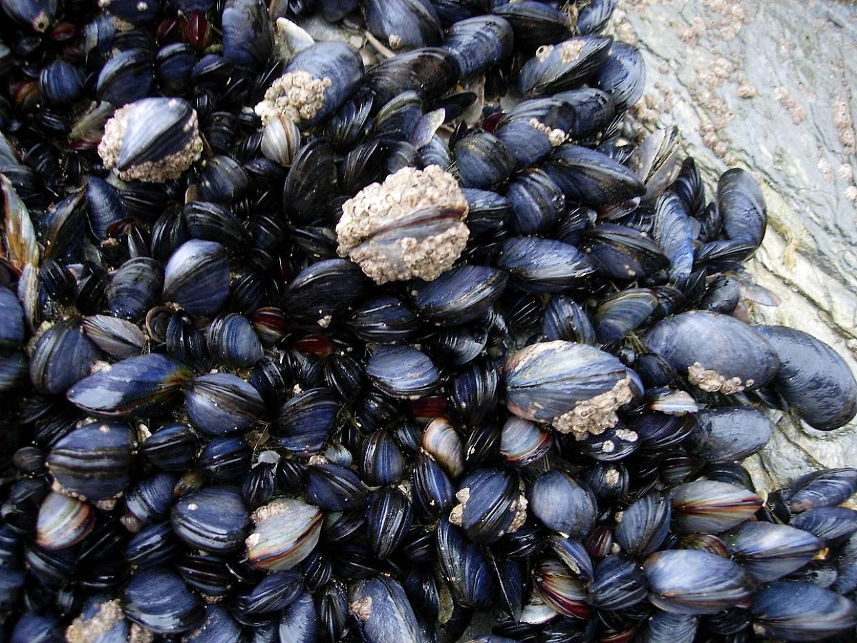 Crisi climatica e mari in sofferenza, l’allarme della biologa Capriotti: “Le cozze muoiono per il caldo estremo”