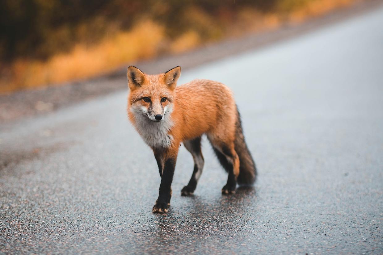 Animali feriti: come soccorrerli?
