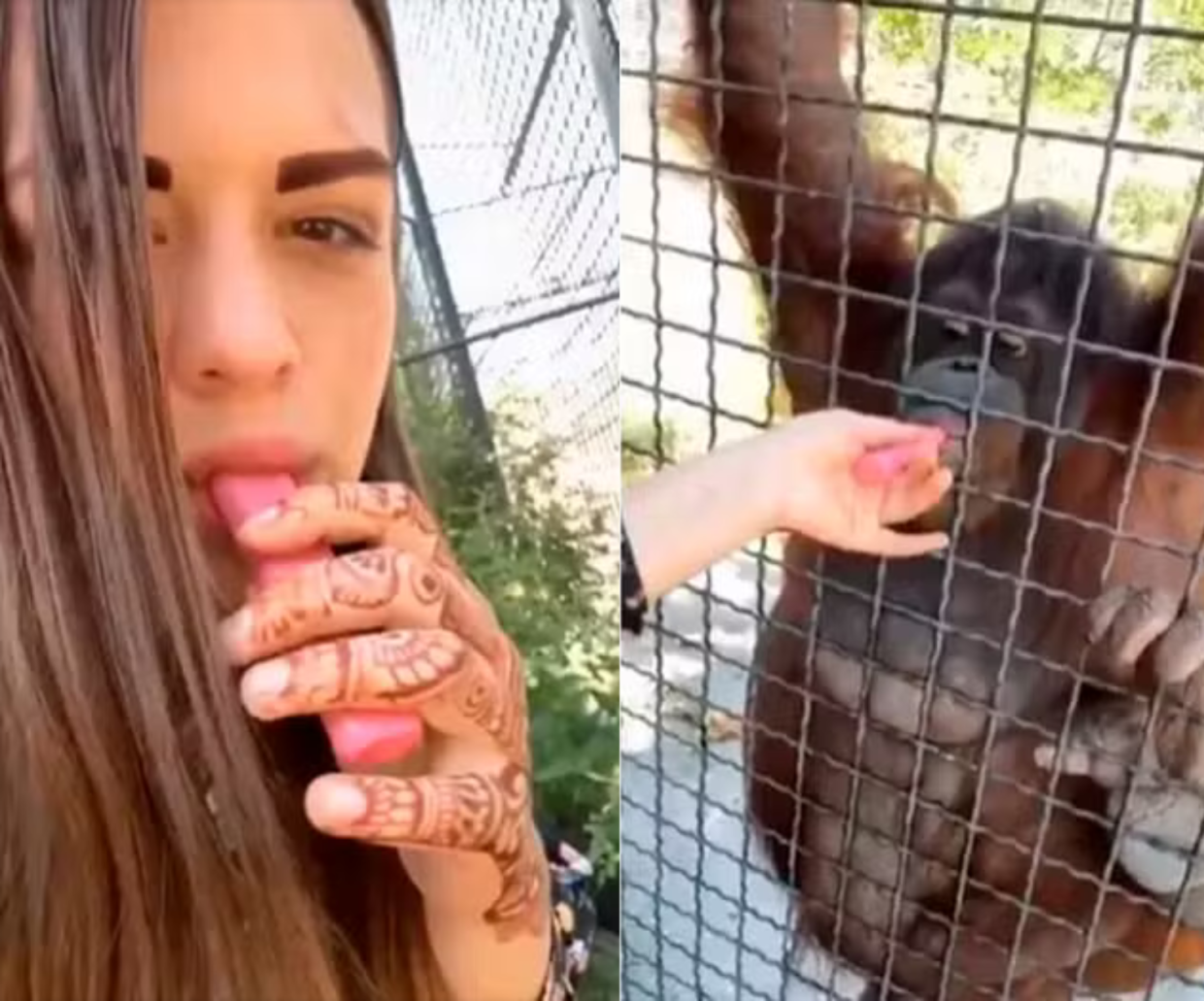 Fa fumare a un orango la sigaretta elettronica e posta il video: ora l'animale è in gravi condizioni