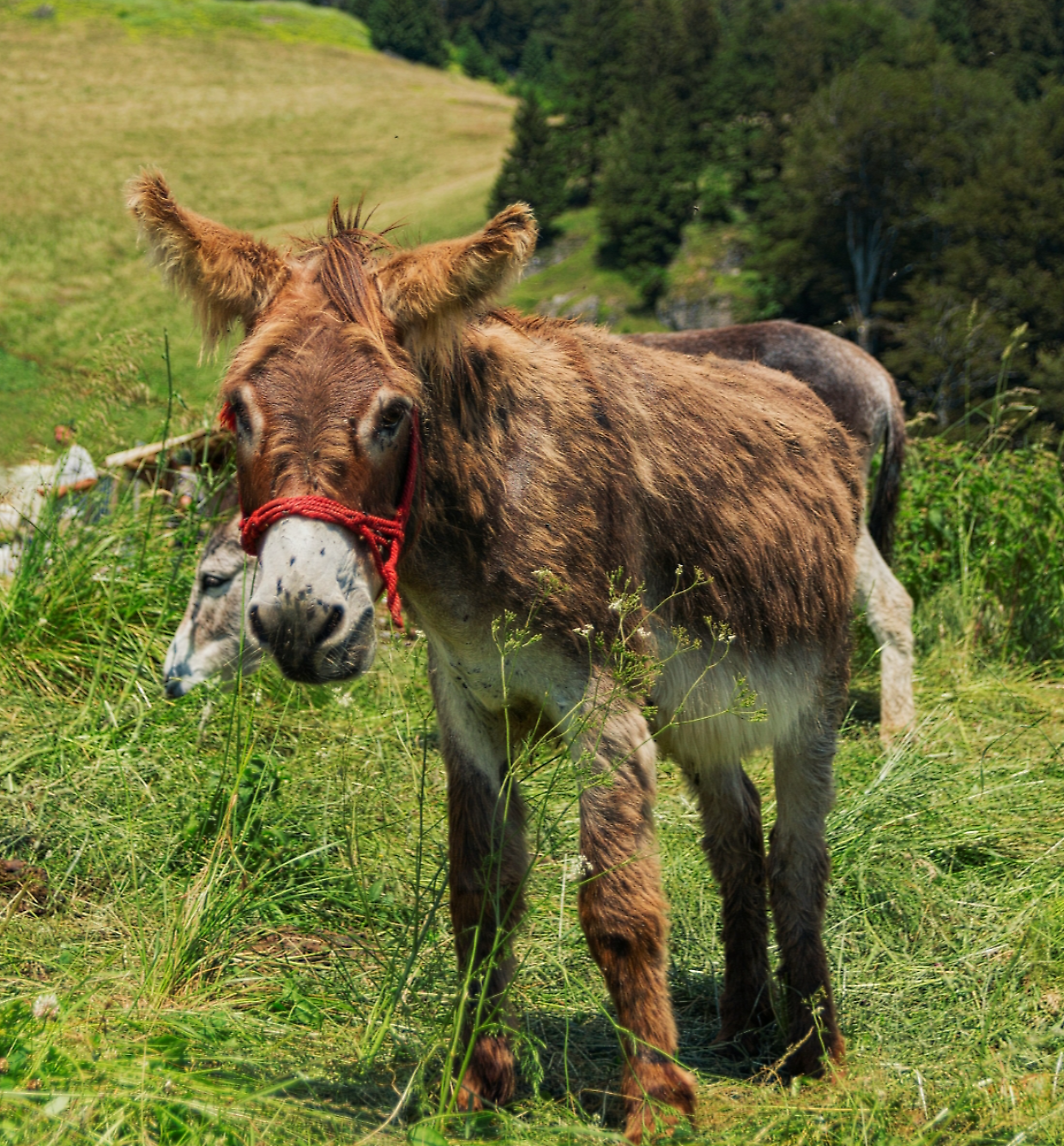 In Transilvania esiste un villaggio dove si vive a lungo e felici: ecco perché