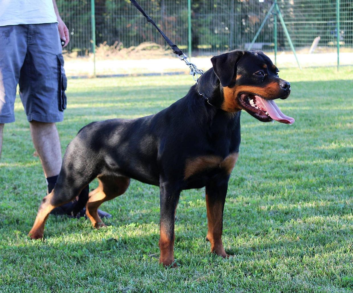 Lavinio, rottweiler sfugge al controllo e assale due fratellini nel giardino di casa, il racconto della vicina di casa