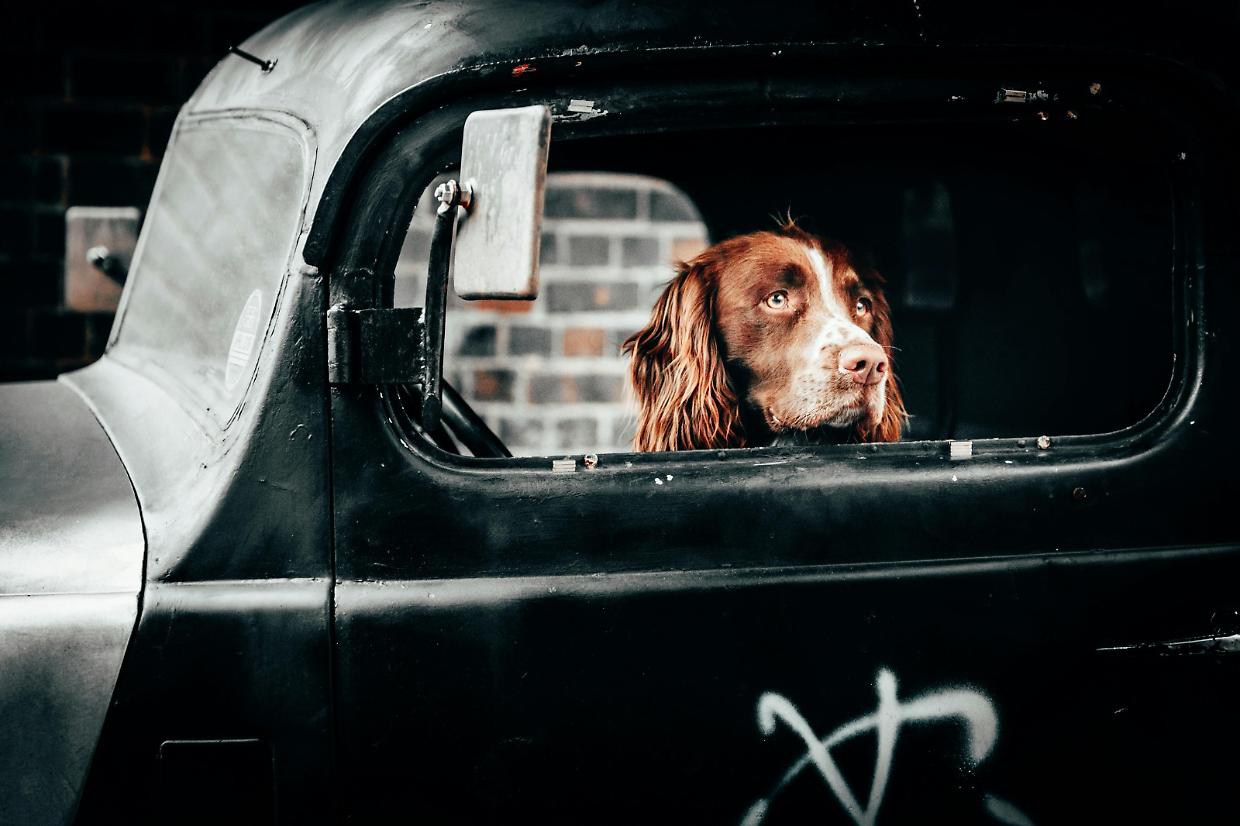 Cinetosi, quando il cane soffre l’auto: i rimedi