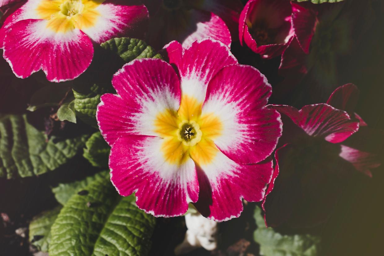 Cosa piantare a luglio: 6 fiori perfetti per l’estate
