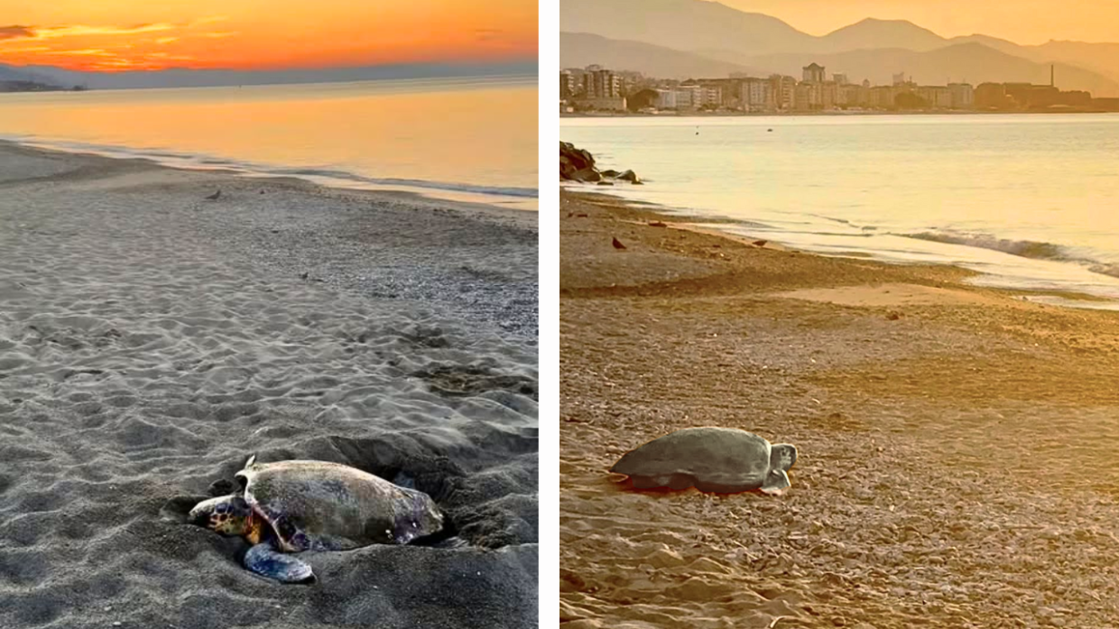 Le tartarughe come i torinesi: preferiscono le spiagge liguri. Individuati quattro nidi in pochi giorni
