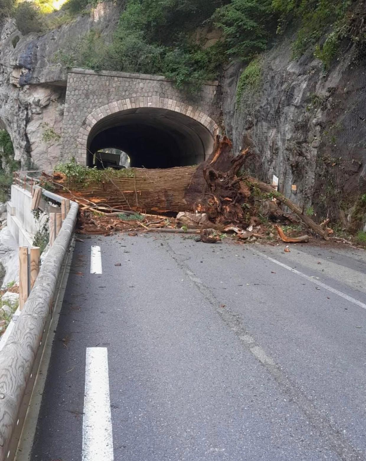 Albero abbattuto sulla RD 604 tra Fontan e Saint-Dalmas-de-Tende