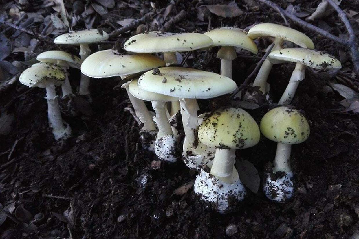 Cucina funghi velenosi e uccide tre parenti: condannata Erin Patterson