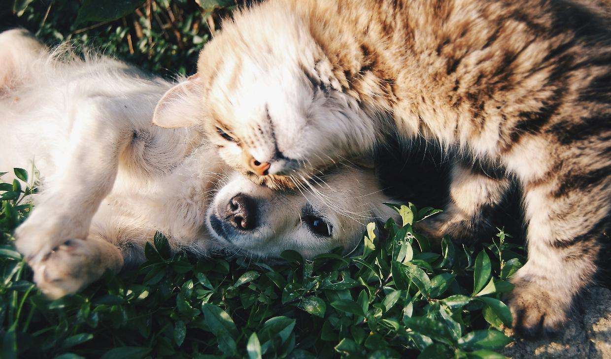 Un aiuto concreto per cani e gatti senza casa: Torna "Dona la Spesa" di Nova Coop