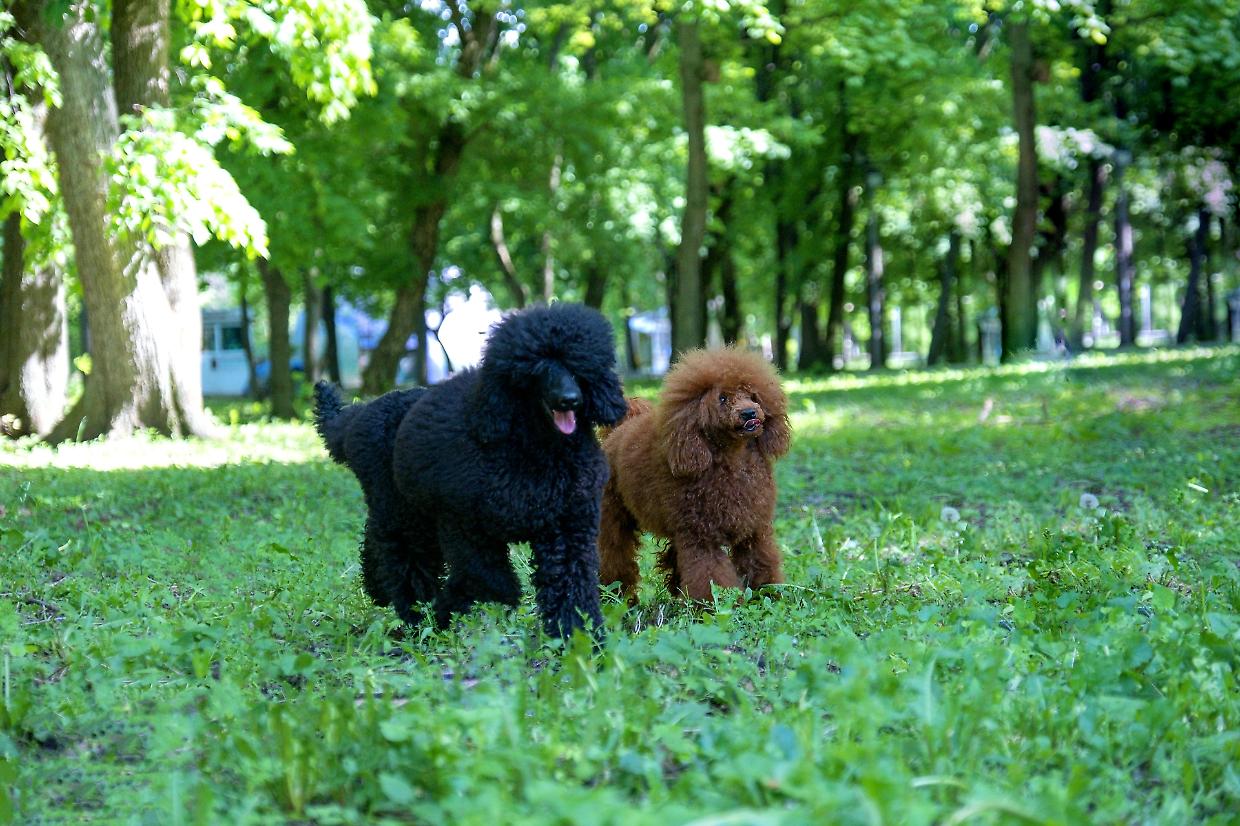 Accessi dei cani in Italia: dove sono ammessi e dove scattano i divieti