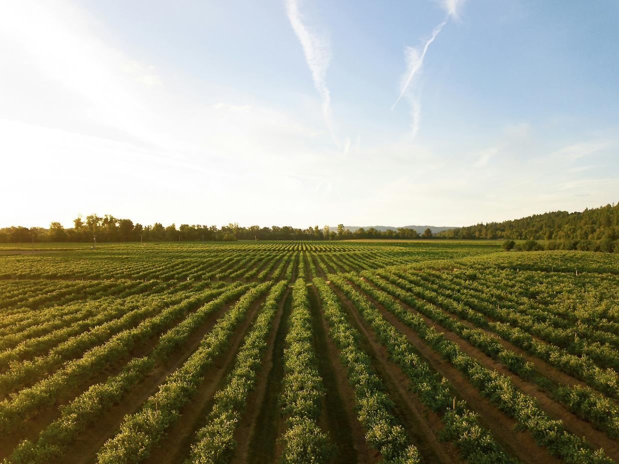 Saluzzo sfida il caporalato: agricoltura di comunità e nuovi modelli etici contro lo sfruttamento