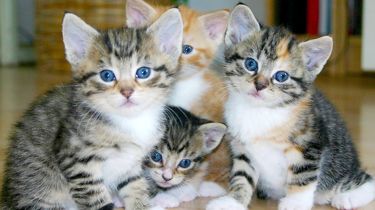 Gattagorà al Superstore Coop: una raccolta cibo per gattini e animali bisognosi