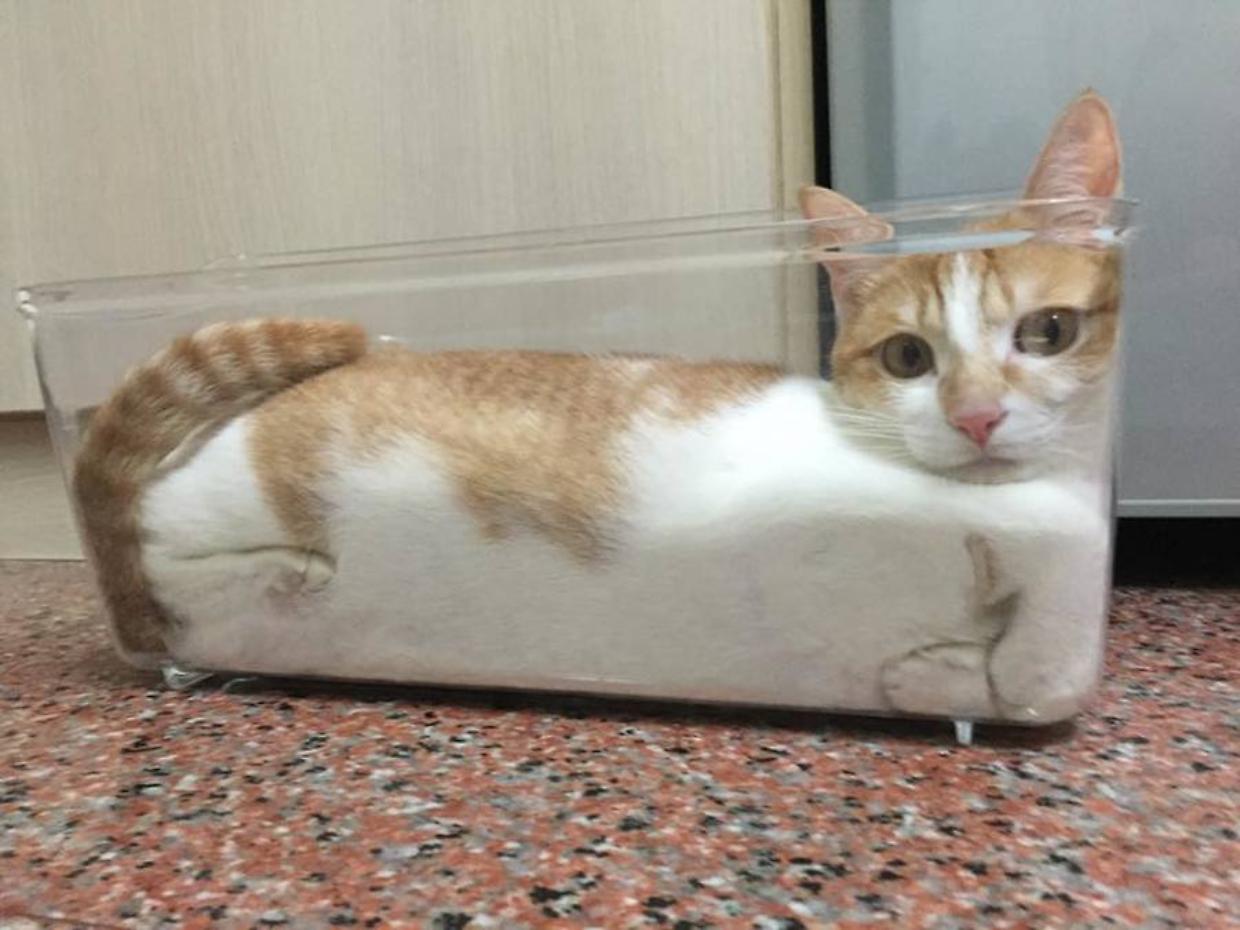 Ma perché i gatti sembrano "liquidi"?