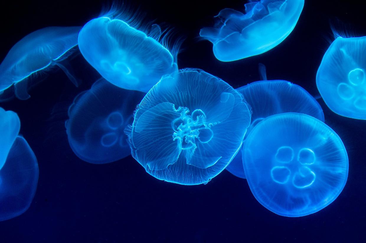 Meduse e insetti: come proteggere i bambini durante l’estate
