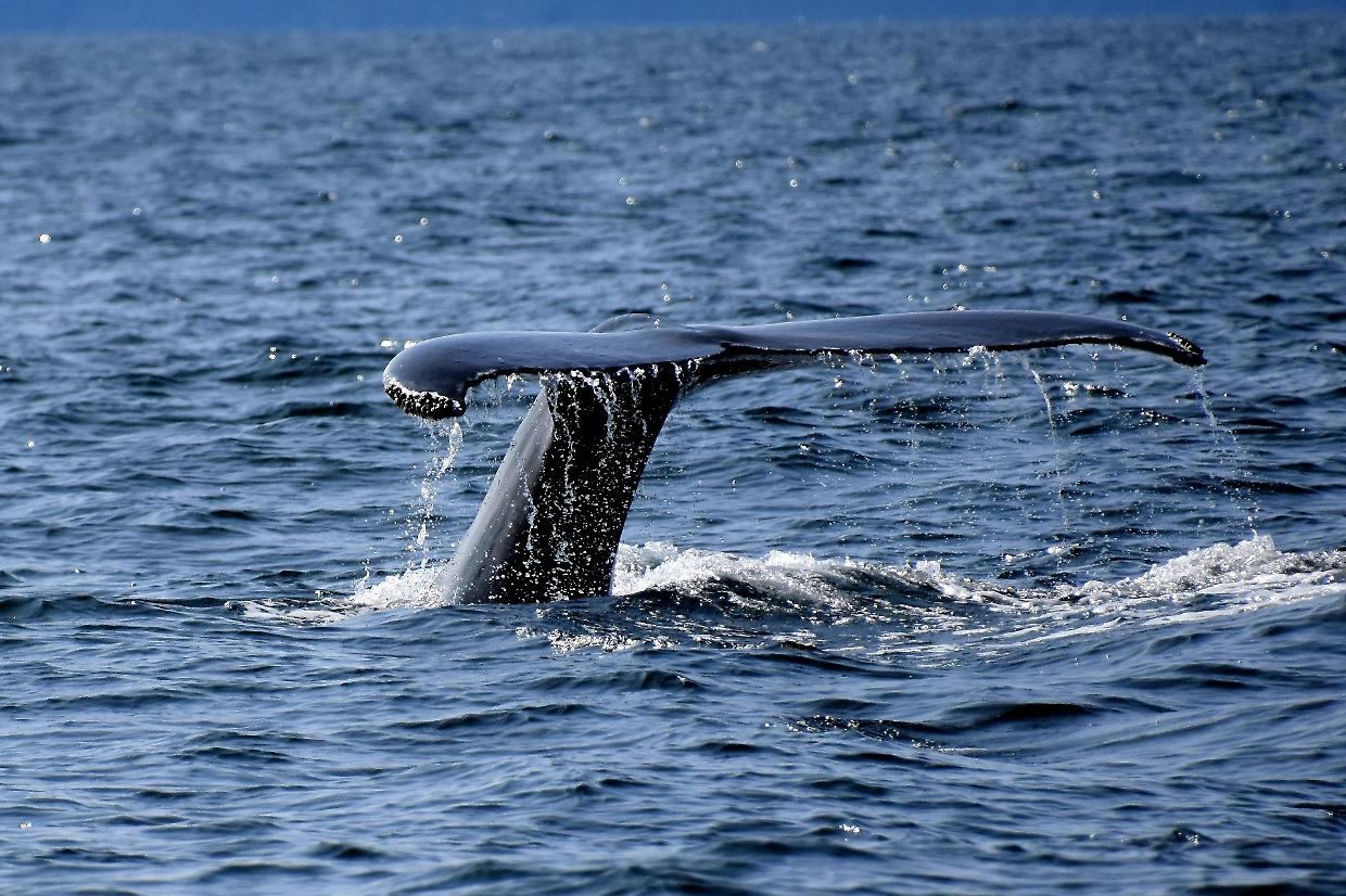 Giganti del mare in pericolo: lo studio che svela i pericoli invisibili nei nostri mari