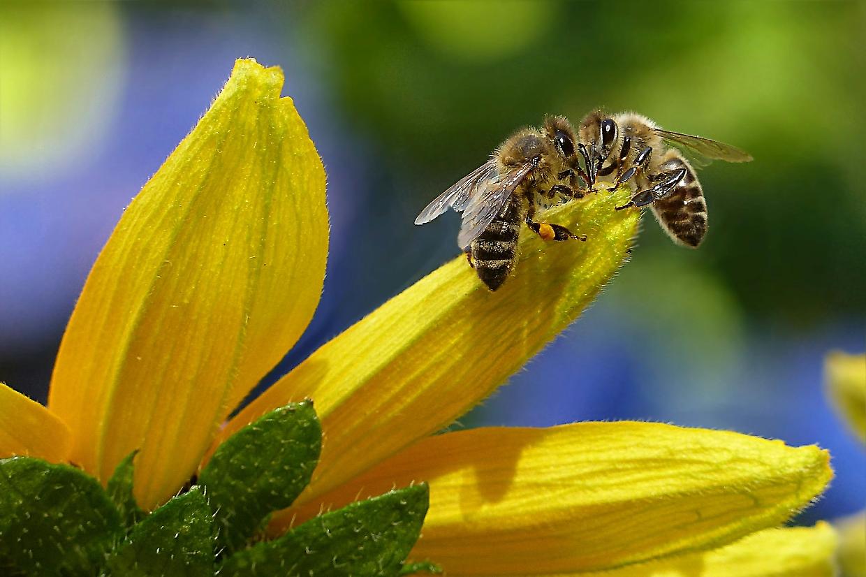 La danza delle api rallenta: caldo e inquinamento minacciano gli impollinatori