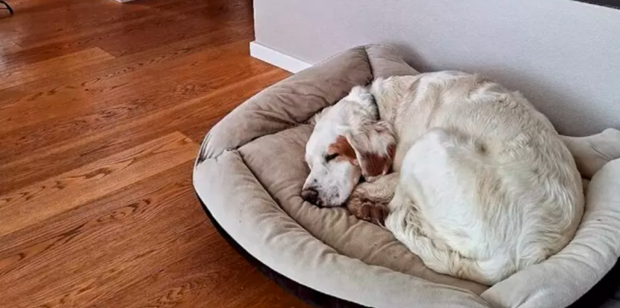 Uccide il cane con il fucile: arrestato il sospettato a Castellinaldo
