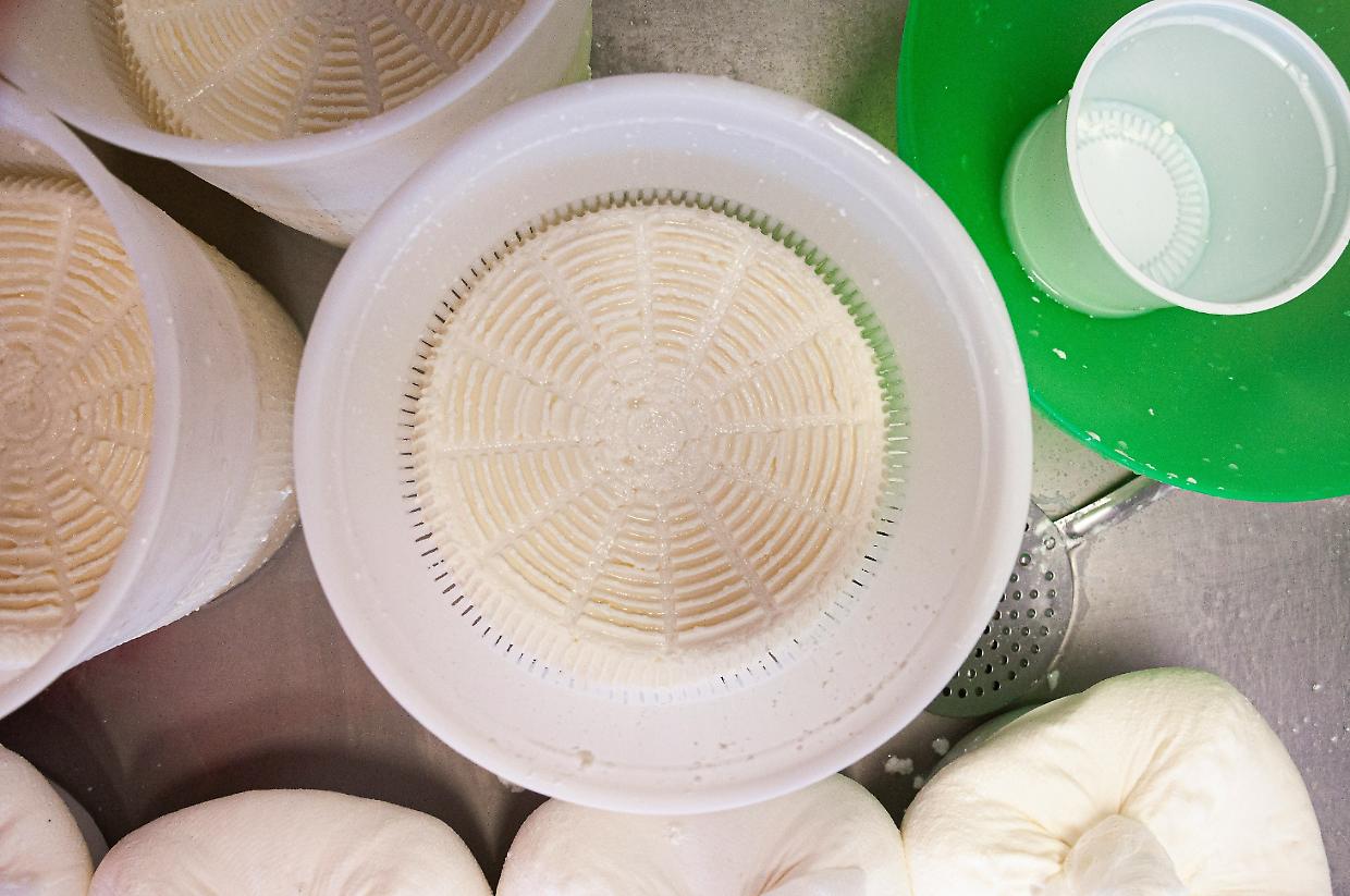 Formaggi senza rischi: arrivano le linee guida per combattere l'Escherichia coli