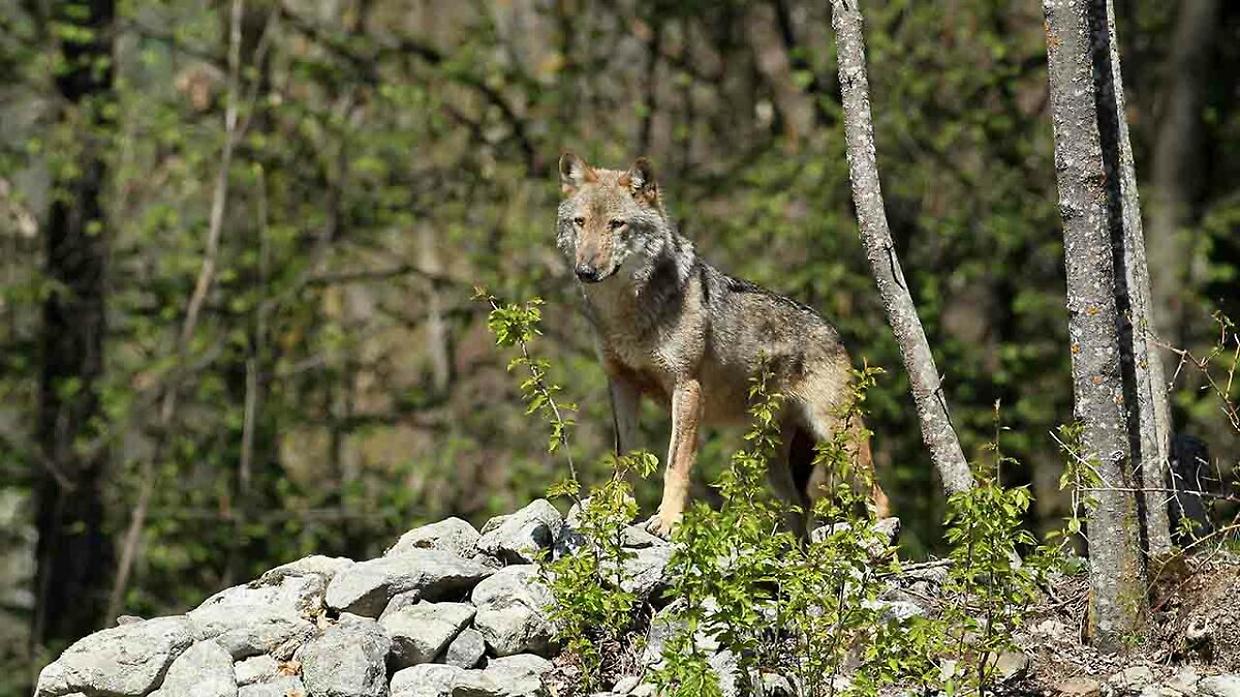 Prascorsano incontro con il lupo, l'attenzione massima è per i cittadini ed i loro animali domestici