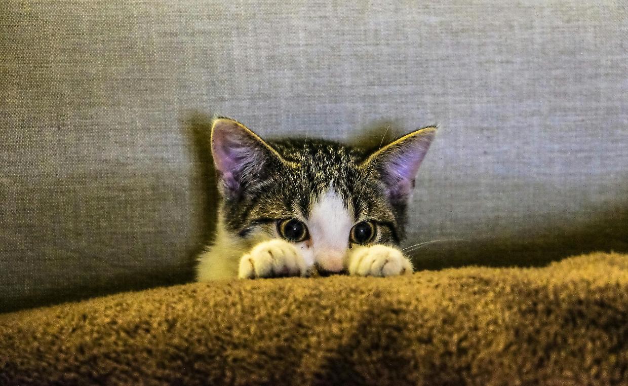 Quanto è socievole il vostro gatto? Ecco 4 test per capirlo