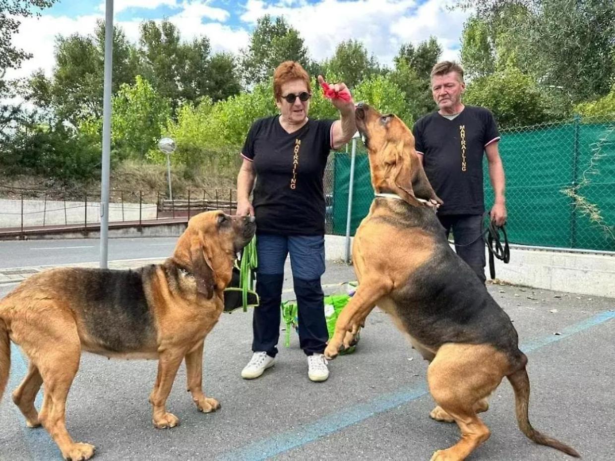 Hilda e Gemma, i cani eroi senza divisa che hanno cercato Allen