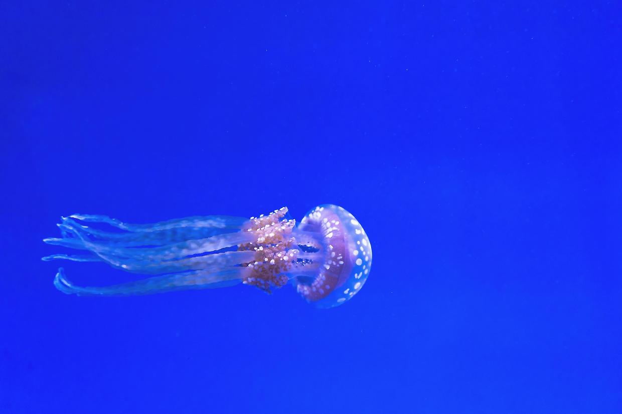 Estate e meduse: attenzione a queste tre specie