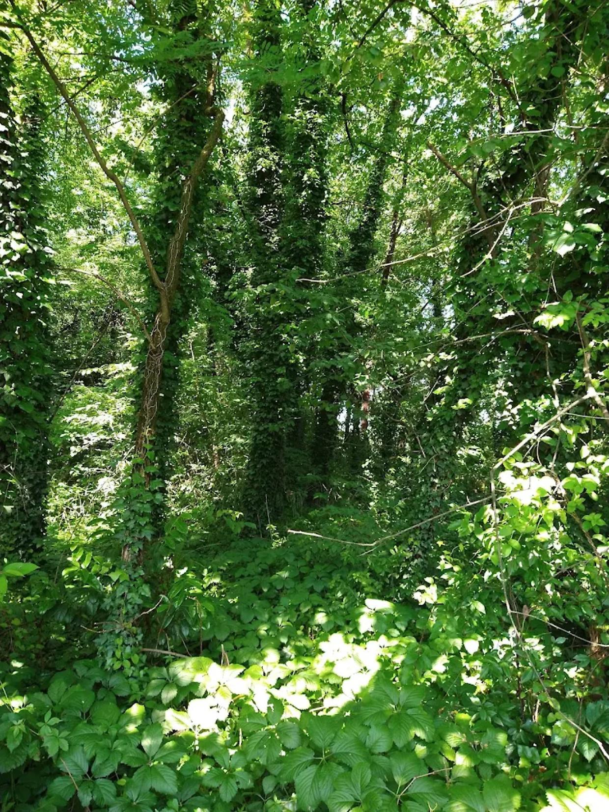 “Il Parco della Roggia Rossa non esiste più": Uniti con voi per Banchette denuncia la manutenzione assente nell'area verde