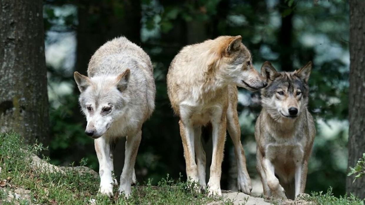 Allarme lupi nell’Alto Canavese: avvistamenti sempre più frequenti in Piemonte