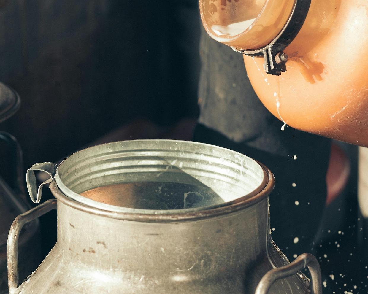 Crolla la produzione di latte in Italia: Coldiretti lancia l’allarme