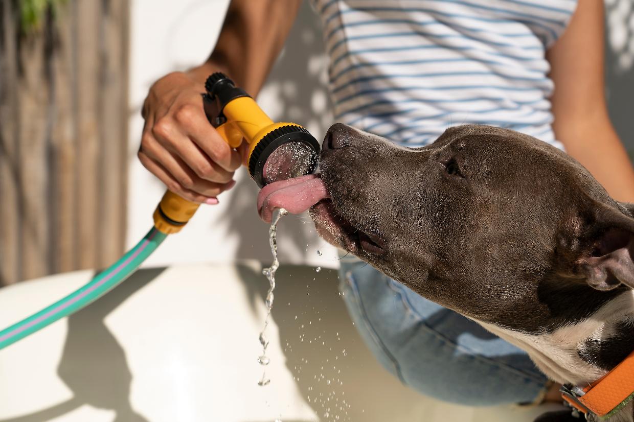 Sai proteggere il tuo cane dal caldo? Ecco i consigli degli esperti