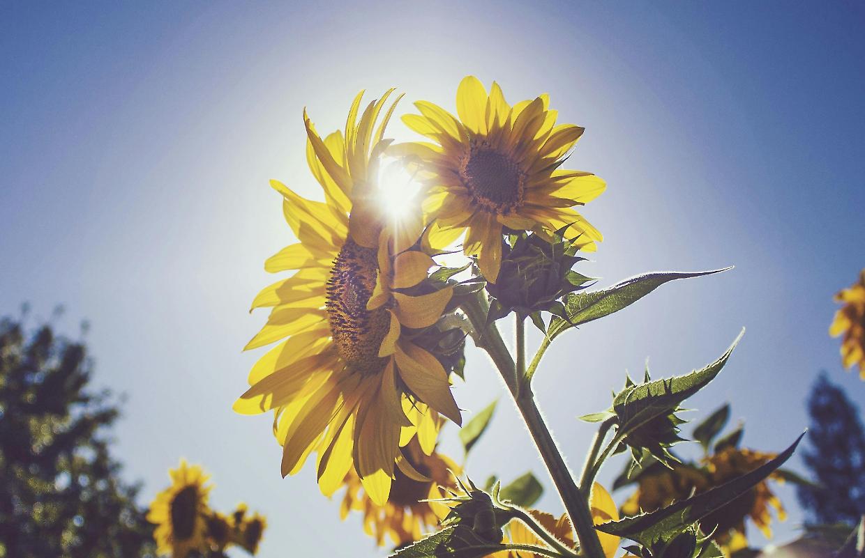 Dove vedere i girasoli in Piemonte: i campi più belli e il periodo migliore per andarci