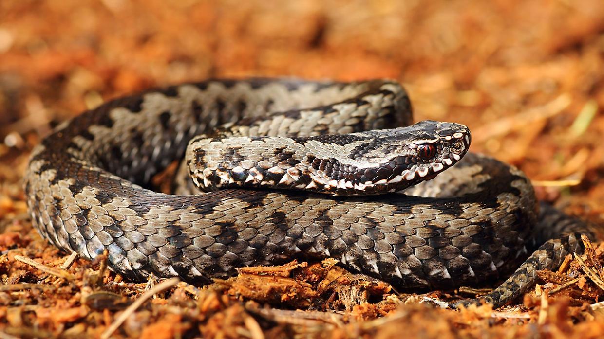 La giornata mondiale dei serpenti, un'occasione per conoscere e proteggere questi animali spesso fraintesi