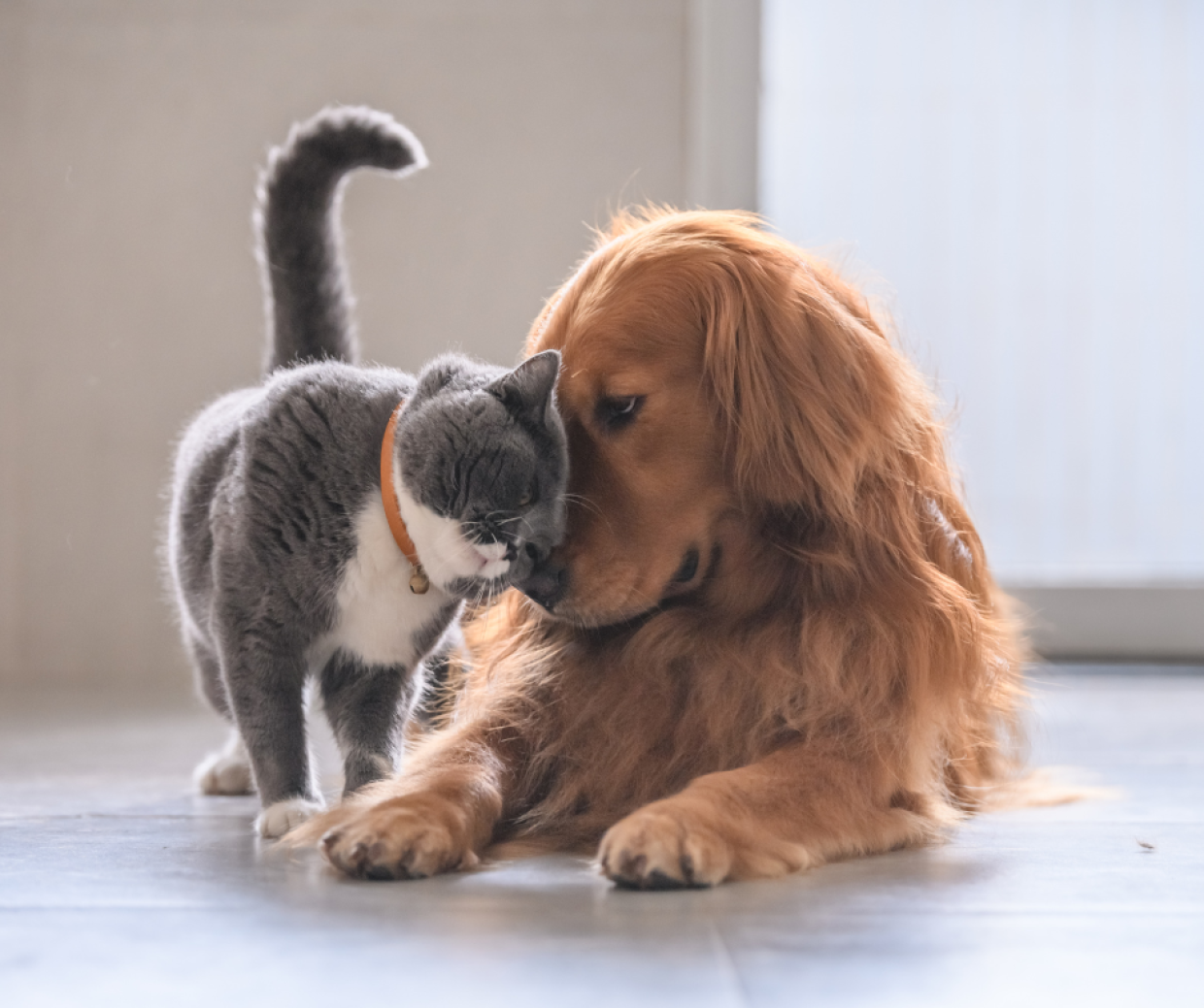 Tre giorni di congedo per la perdita del proprio animale domestico: una proposta che divide