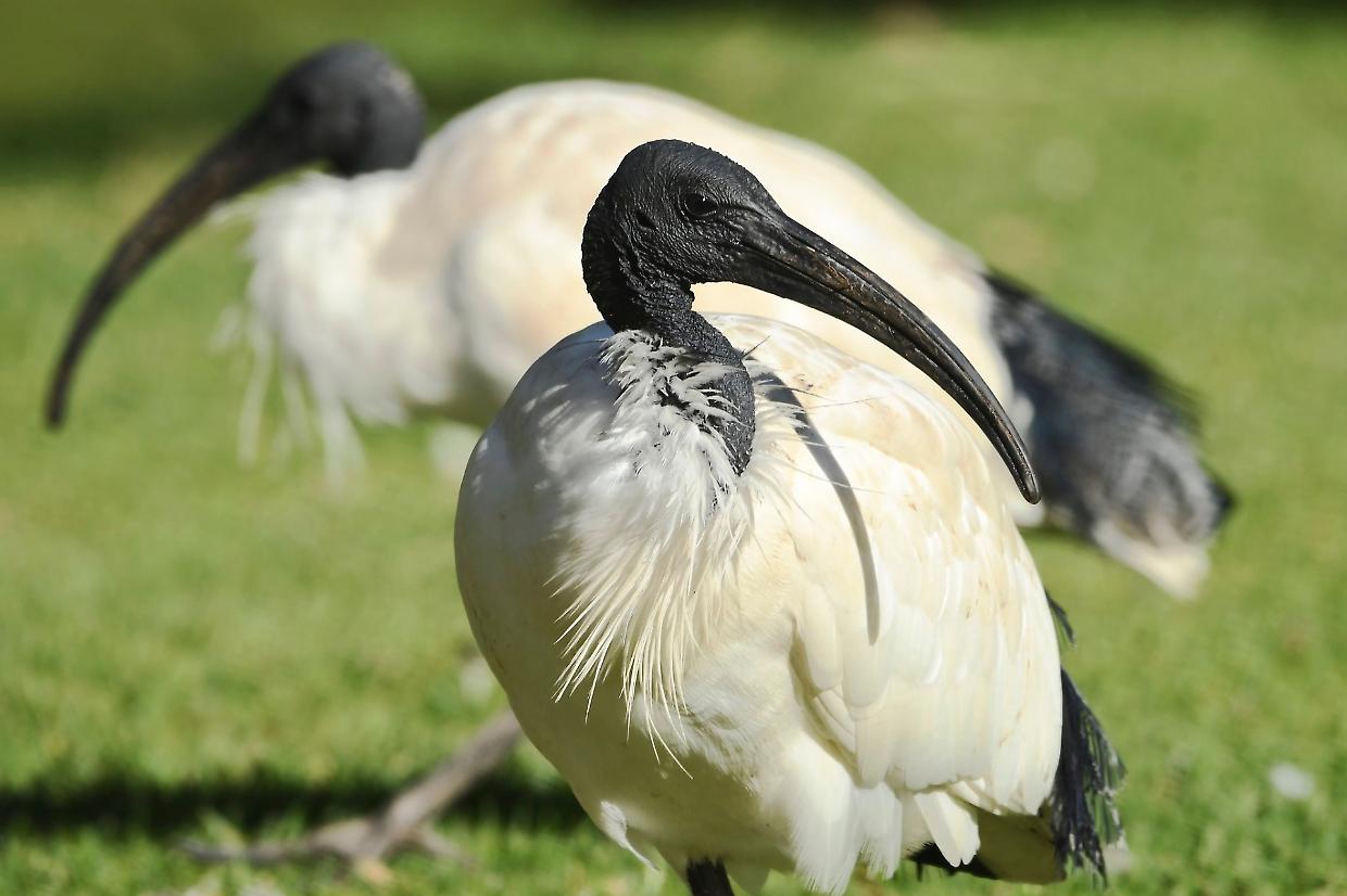 Novara assediata dagli ibis sacri: scatta il piano di contenimento