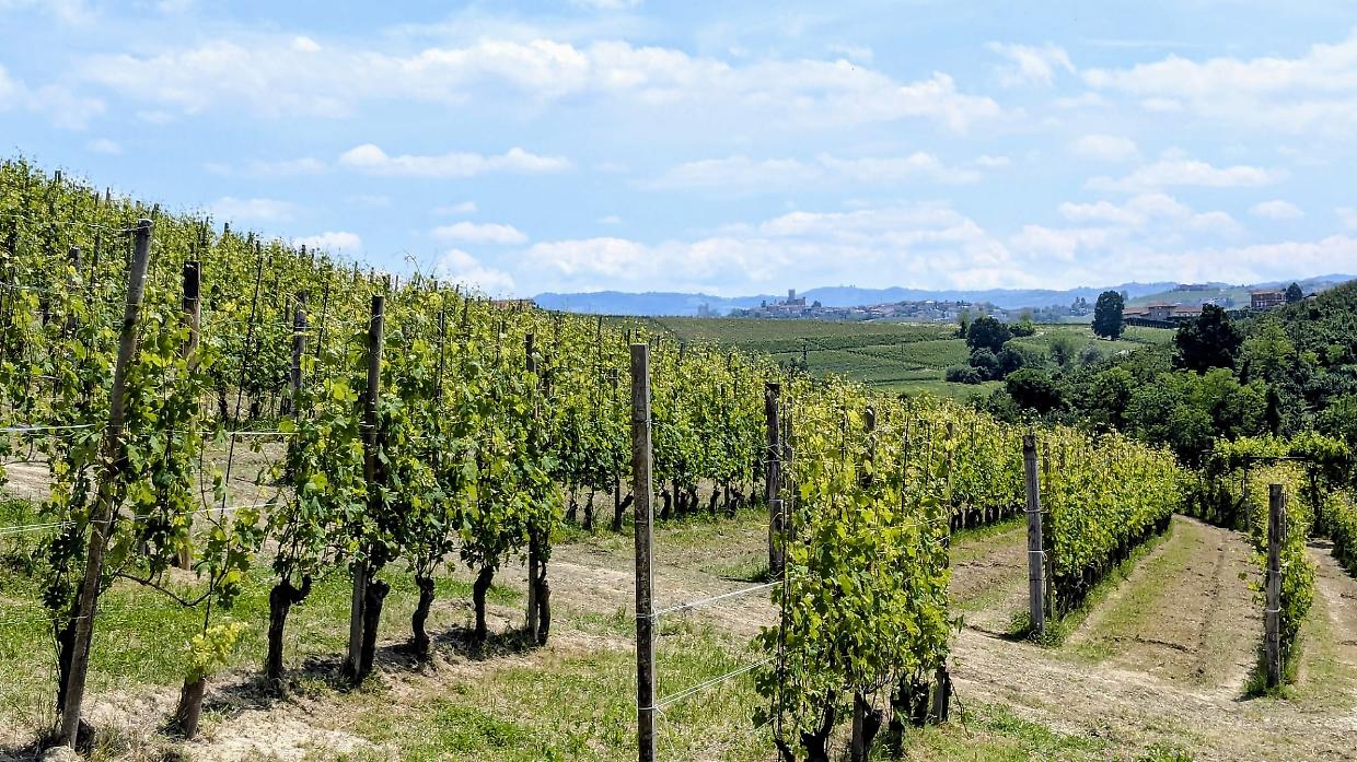 Innovazioni tecnologiche nella viticoltura: Alba pioniera con le Prove dimostrative
