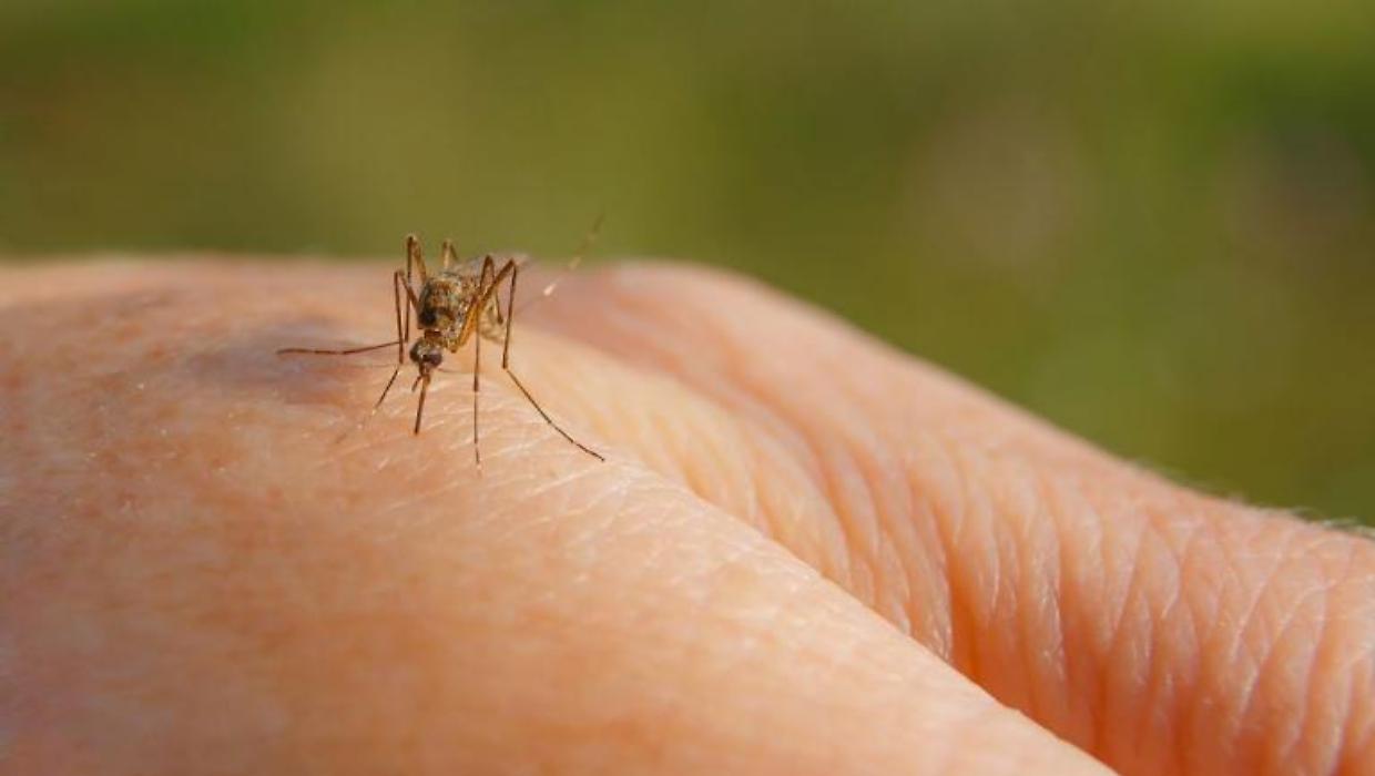 Primo decesso di West Nile, 82enne a Latina, era stata ricoverata il 14 luglio scorso: “Rafforzata la sorveglianza nella provincia”