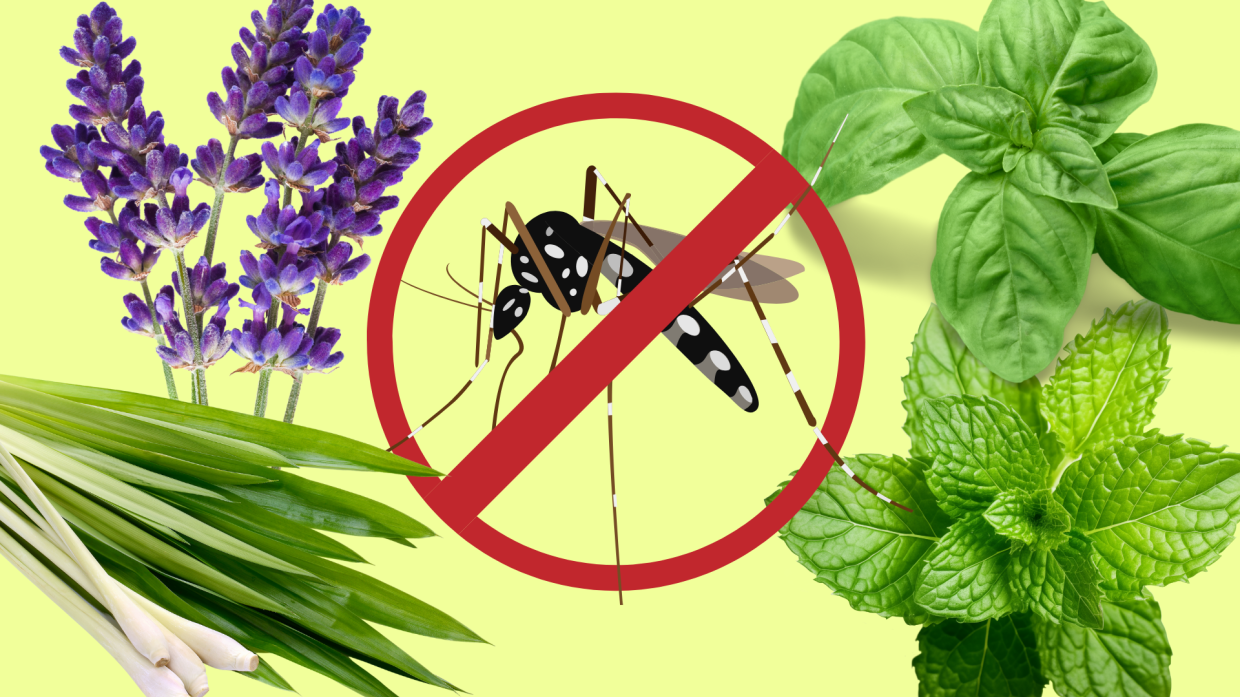 Virus West Nile: i rischi aumentano, ma la natura può aiutarci