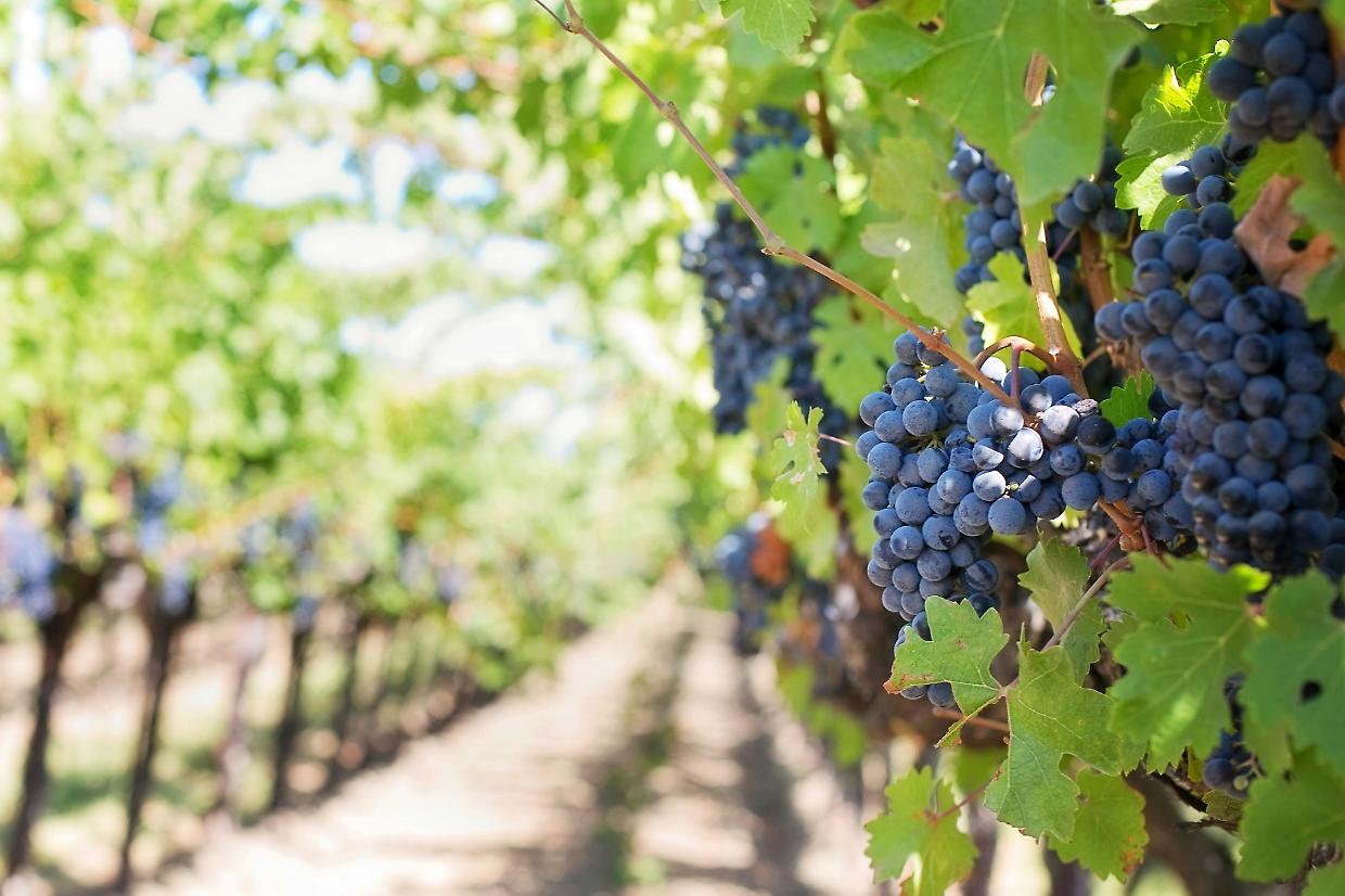 La rivoluzione dolce del vino biologico del Piemonte