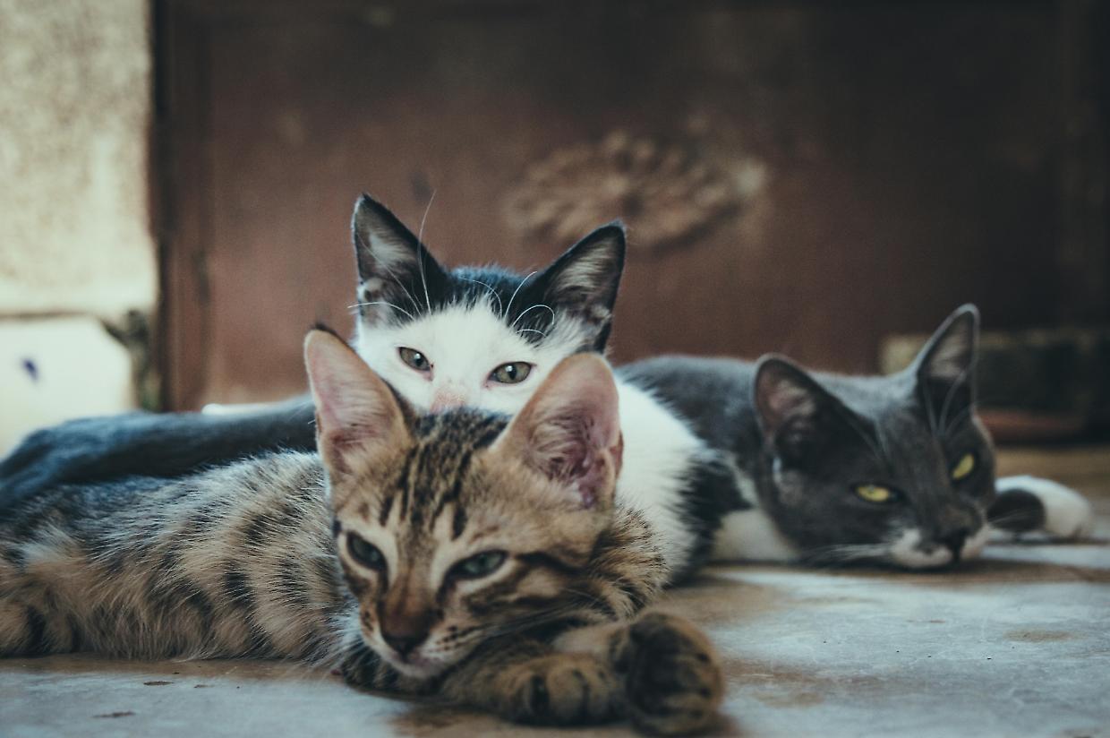 5 luoghi imperdibili per chi ama i gatti: dove i felini sono protagonisti tra miti, musei e tradizioni secolari 