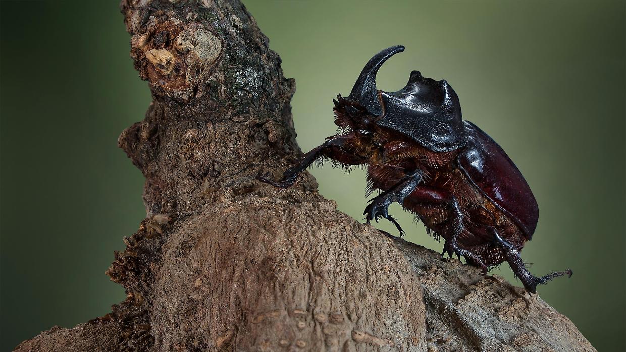Scarabeo rinoceronte: il gigante nascosto del tuo giardino