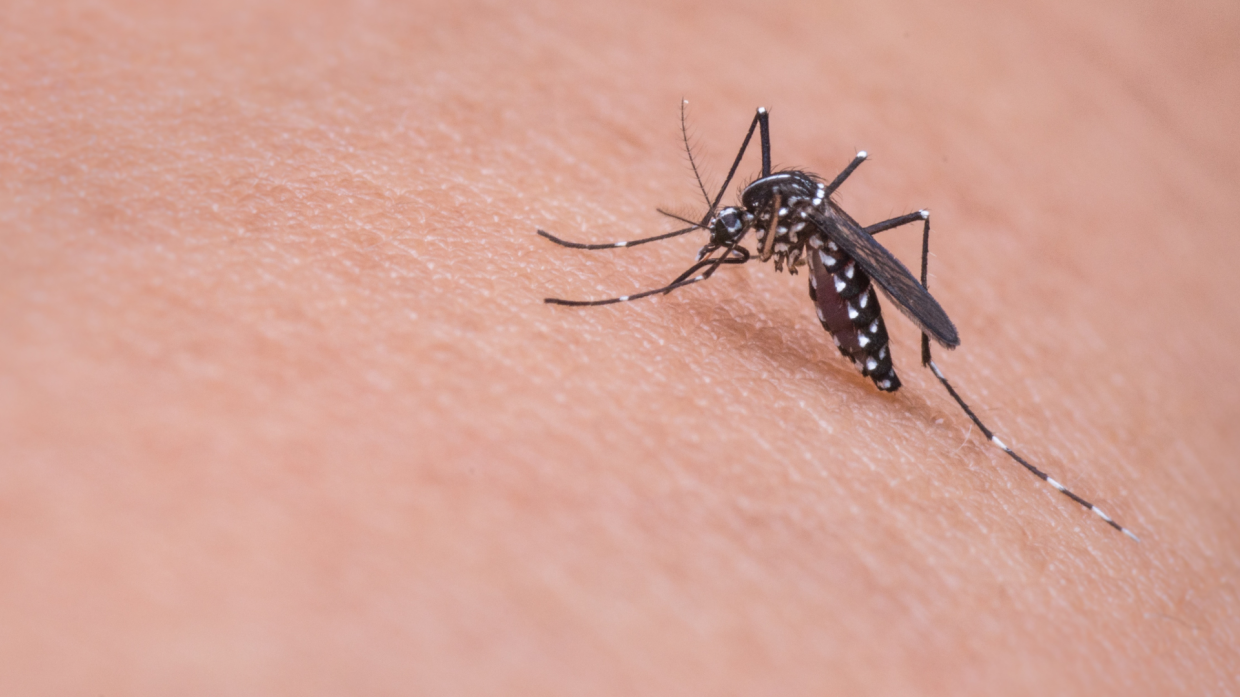West Nile: ecco perché la malattia che sta terrorizzando l'Italia si chiama così