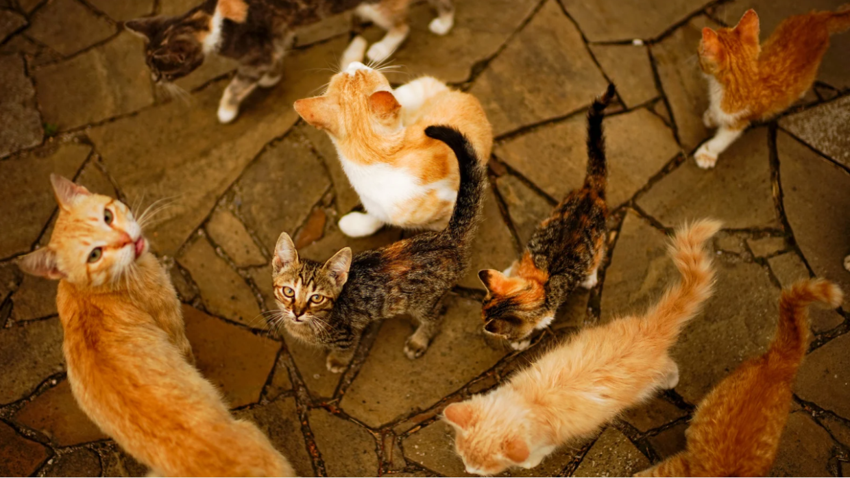 gatto
