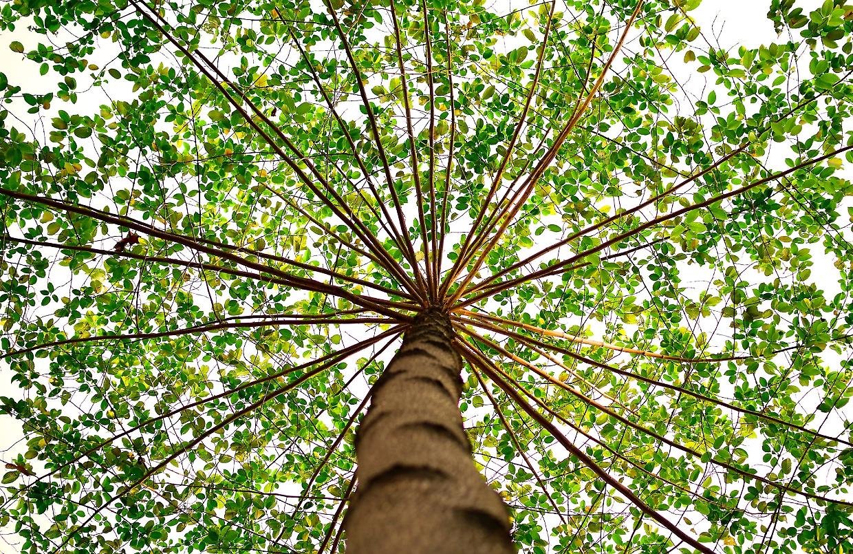 Chivasso prende parte alla realizzazione di "Un albero pedala attraverso l'Europa"