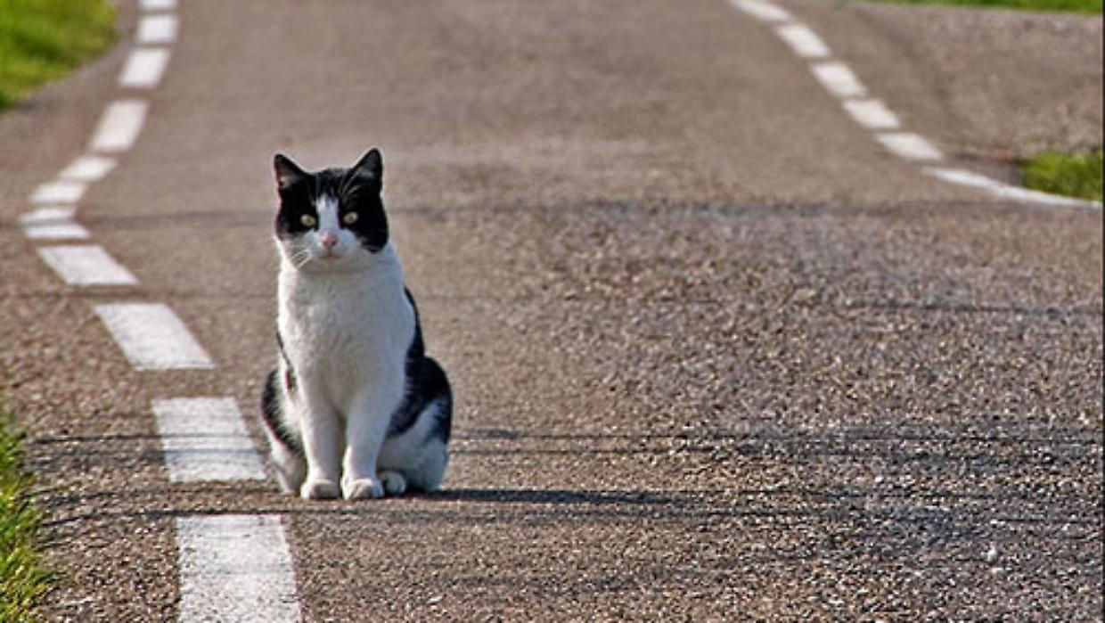 Cogne, spariscono una quindicina di gatti: scatta l’allarme in paese