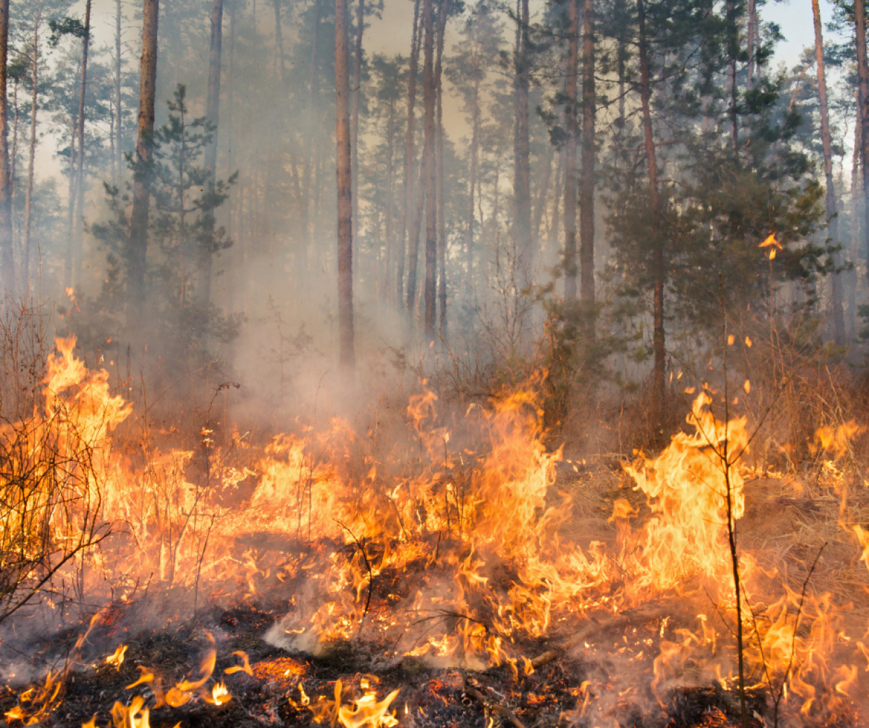 Allarme incendi: in Italia il bilancio è di oltre 30mila ettari distrutti da gennaio a luglio