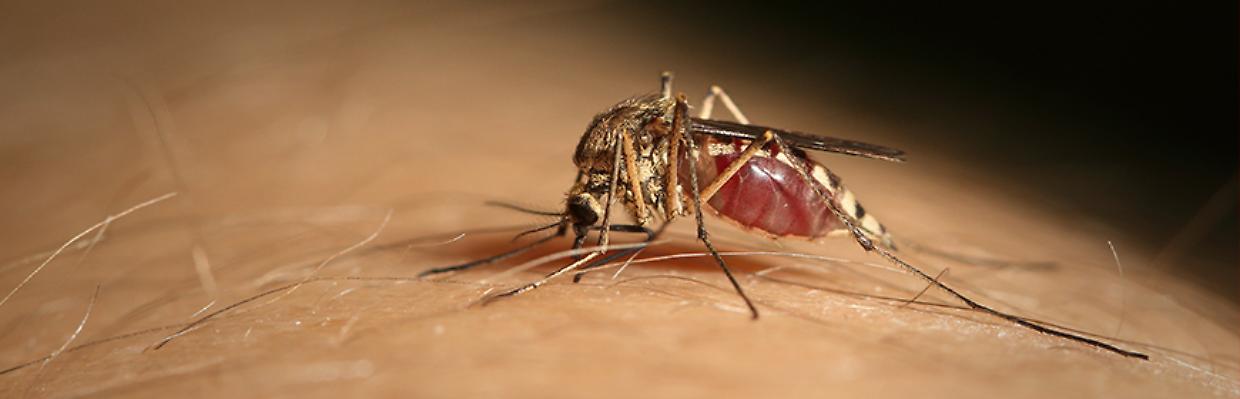 West Nile e Piemonte, zanzare infette a Novara: una vittima a Vespolate