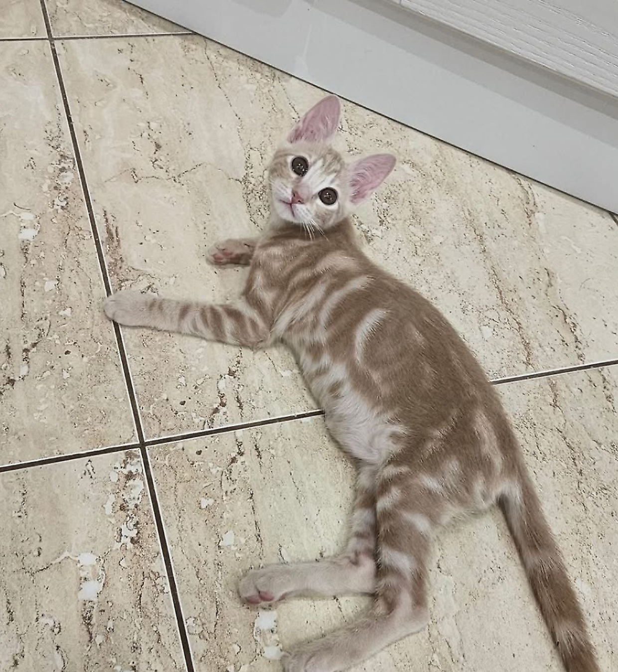 Milo è così bello da sembrare alieno