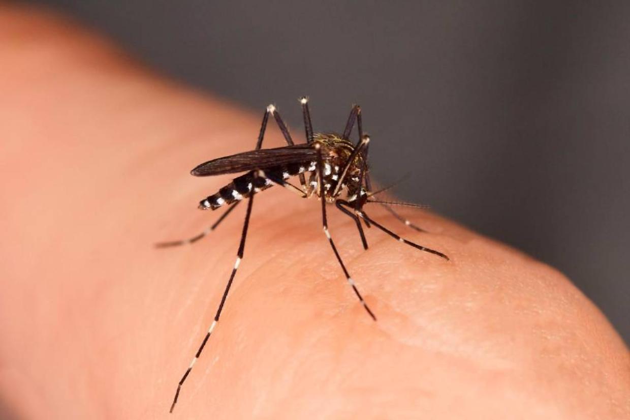Novara, anziano contagiato dal virus West Nile: ora è fuori pericolo